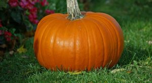 Read more about the article 7 benefits of eating Pumpkin- মিষ্টি কুমড়া খাওয়ার ৭ উপকারিতা