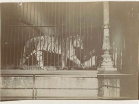 tiger